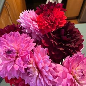 Meet your Posher, Bee